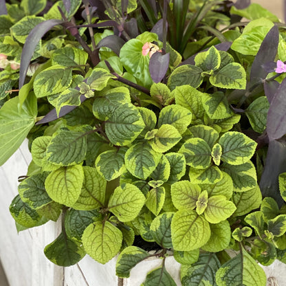 A close-up of vibrant green and yellow-veined leaves, some edged with purple, from Fancifillers™ Guacamole Plectranthus near dark purple foliage and pale pink flowers - Photo Property of Garden Crossings LLC.