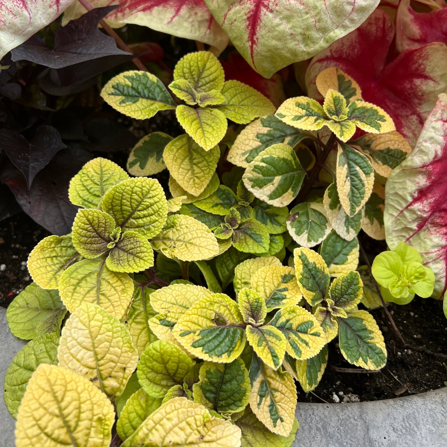 Fancifillers™ Guacamole Plectranthus, with yellow and green variegated leaves and dark green veins, grows in soil among pink and white caladiums - Photo Property of Garden Crossings LLC.