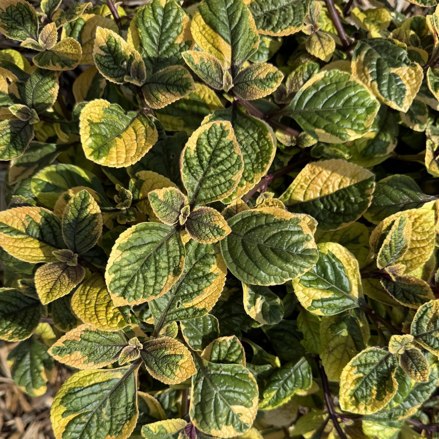 A close-up of Fancifillers™ Guacamole Plectranthus shows green and yellow variegated leaves with serrated edges, textured surfaces, dark veins, and brownish tinges - Photo Property of Garden Crossings LLC.