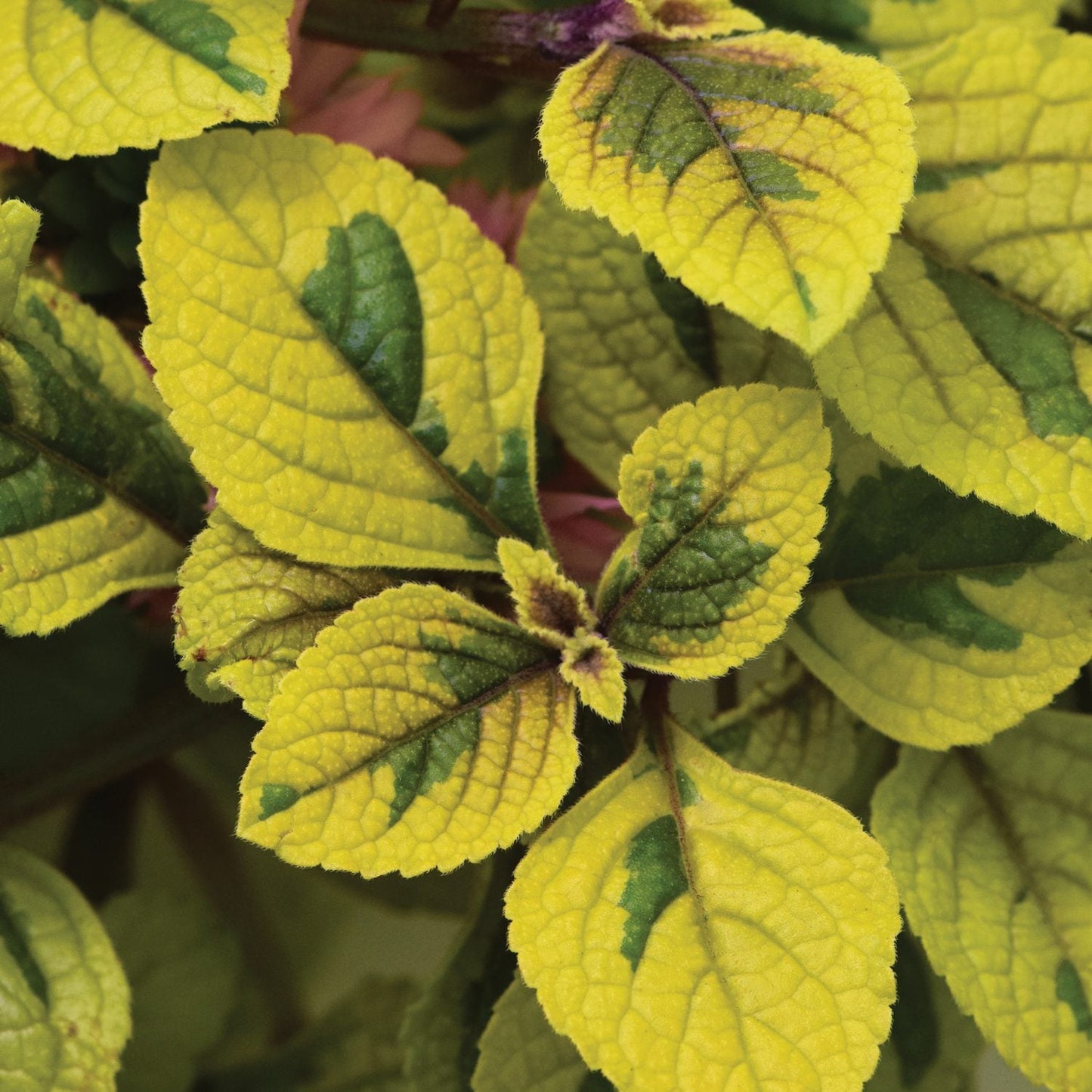Close-up of vibrant yellow-green, serrated leaves and deep green veins with purplish stems in the background, showcasing the lush foliage of Fancifillers™ Guacamole Plectranthus - Photo Courtesy of Mast Young Plants.