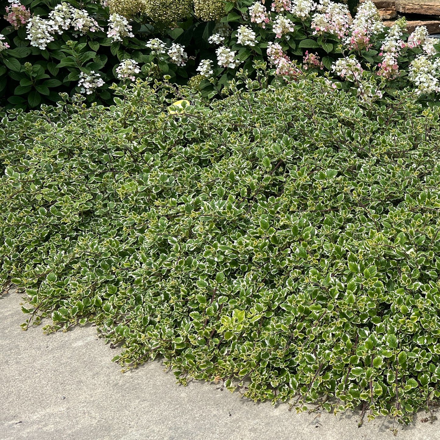 A dense mat of 'Variegata' Variegated Swedish Ivy (Plectranthus) with small white-edged leaves grows beside concrete, bordered by bushes covered in clusters of white and pink flowers - Photo Property of Garden Crossings LLC.