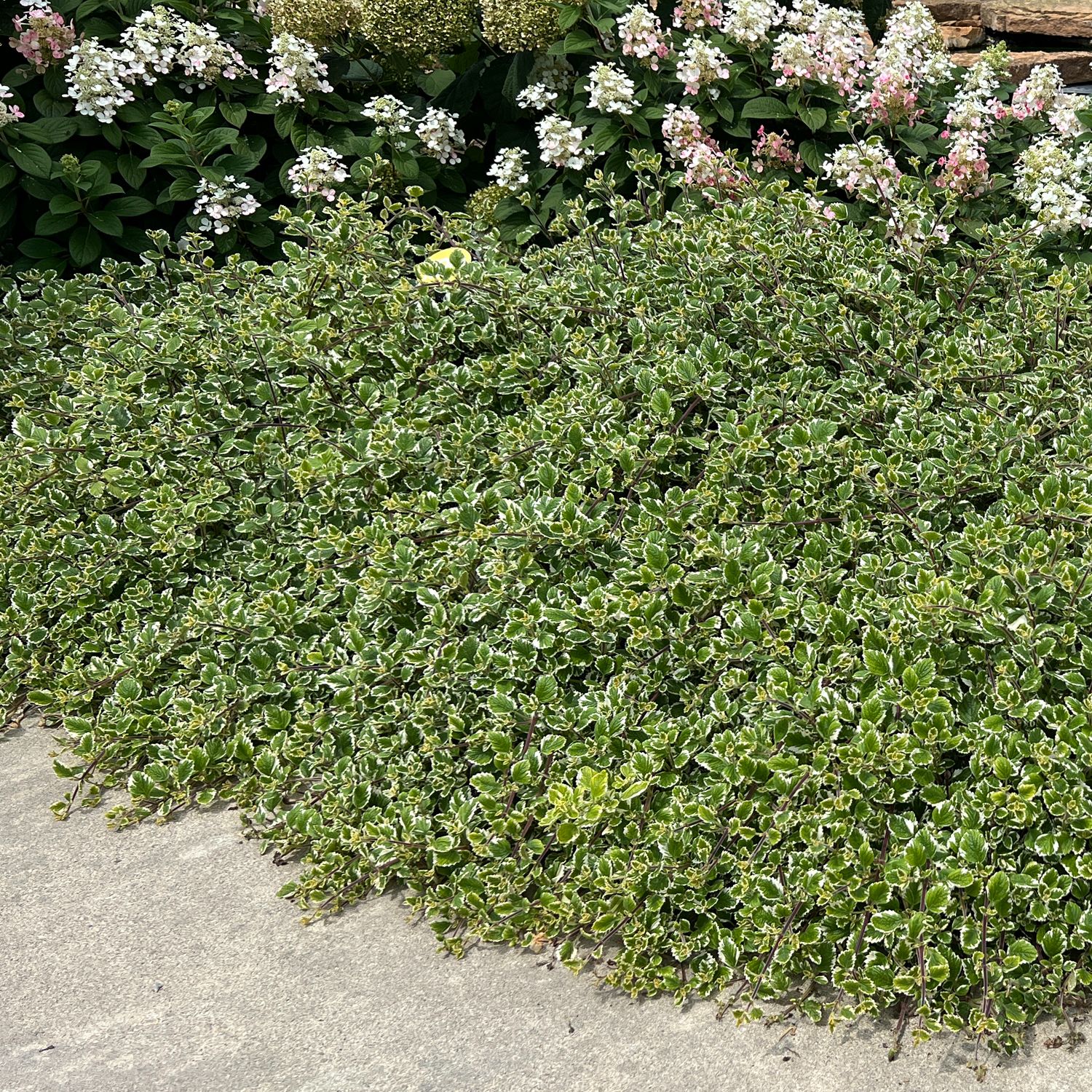 A dense mat of 'Variegata' Variegated Swedish Ivy (Plectranthus) with small white-edged leaves grows beside concrete, bordered by bushes covered in clusters of white and pink flowers - Photo Property of Garden Crossings LLC.