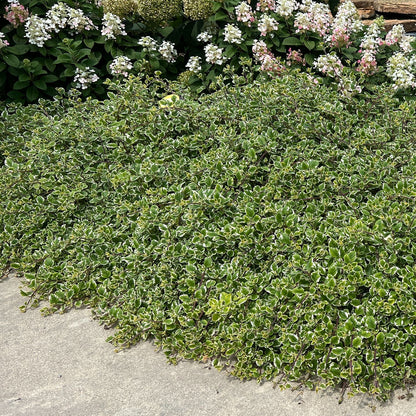 A dense mat of 'Variegata' Variegated Swedish Ivy (Plectranthus) with small white-edged leaves grows beside concrete, bordered by bushes covered in clusters of white and pink flowers - Photo Property of Garden Crossings LLC.