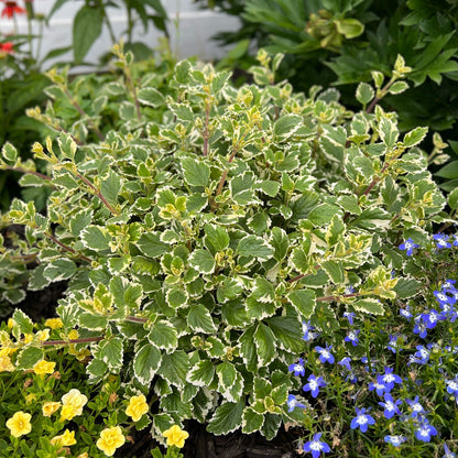 A bush of 'Variegata' Variegated Swedish Ivy (Plectranthus) with green and white-edged leaves, encircled by yellow and blue flowers, set amid lush ground cover and other greenery in a garden - Photo Property of Garden Crossings LLC.