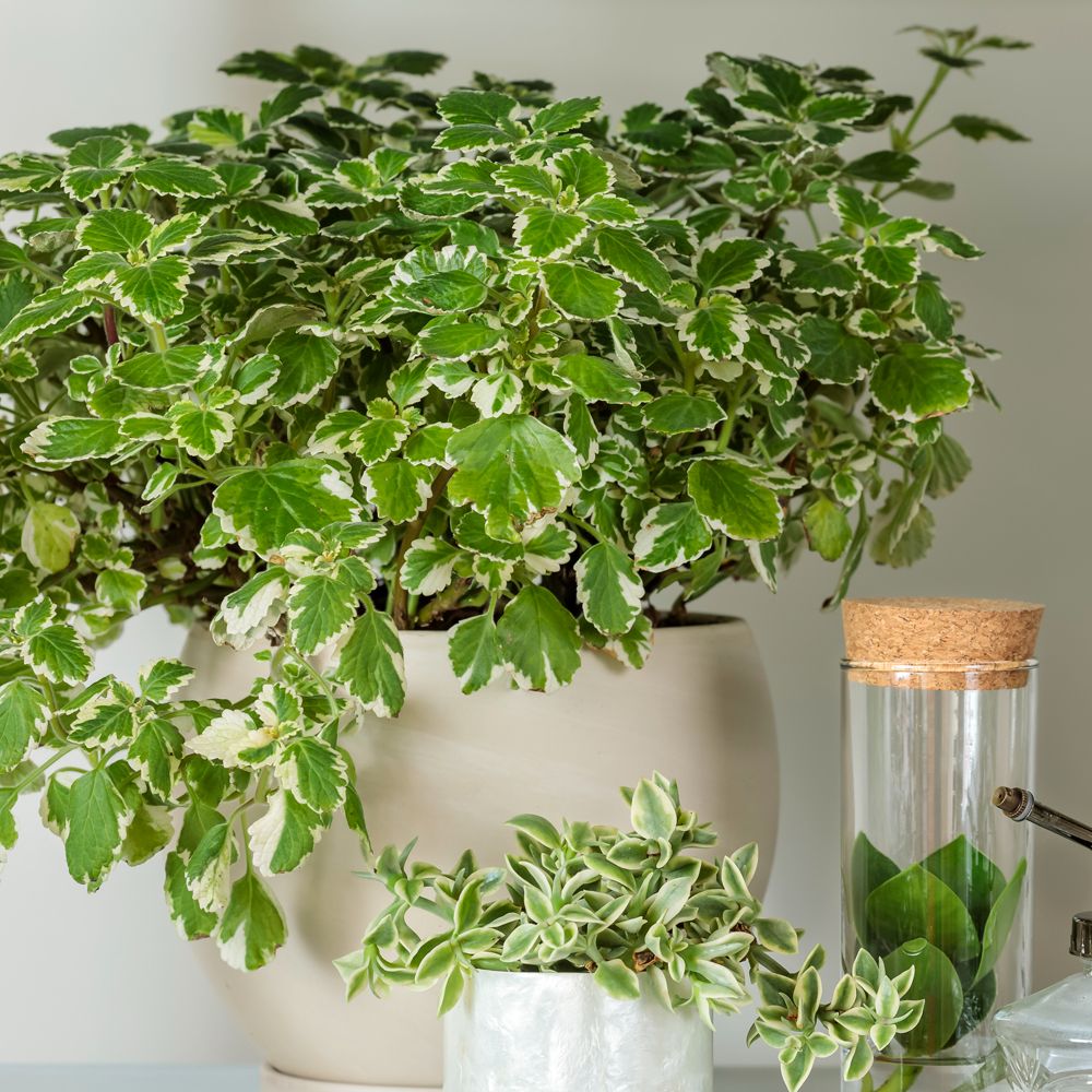 A 'Variegata' Variegated Swedish Ivy (Plectranthus) in a cream pot sits beside a petite succulent and a cork-topped glass jar on a light surface, with a pale background - Photo Courtesy of Proven Winners, Inc. Decorative pot not included.