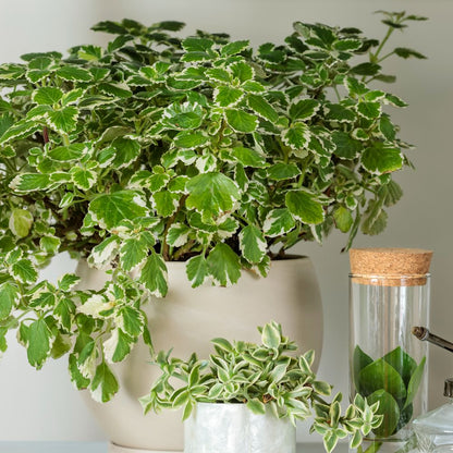 A 'Variegata' Variegated Swedish Ivy (Plectranthus) in a cream pot sits beside a petite succulent and a cork-topped glass jar on a light surface, with a pale background - Photo Courtesy of Proven Winners, Inc. Decorative pot not included.
