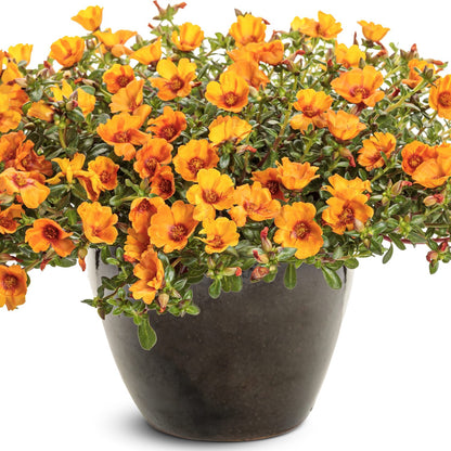 A dark ceramic pot showcases Mojave® Mango Purslane (Portulaca), an orange-flowering, drought-tolerant plant with green foliage - Photo Curtesy of Proven Winners, Inc. Decorative pot not included.