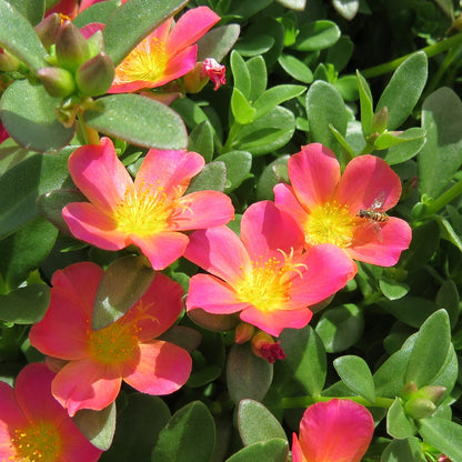 Bright pink Mojave® Pink Purslane (Portulaca) flowers with green leaves fill the image, as a small bee perches on one flowering succulent to gather nectar - Photo Property of Garden Crossings LLC.