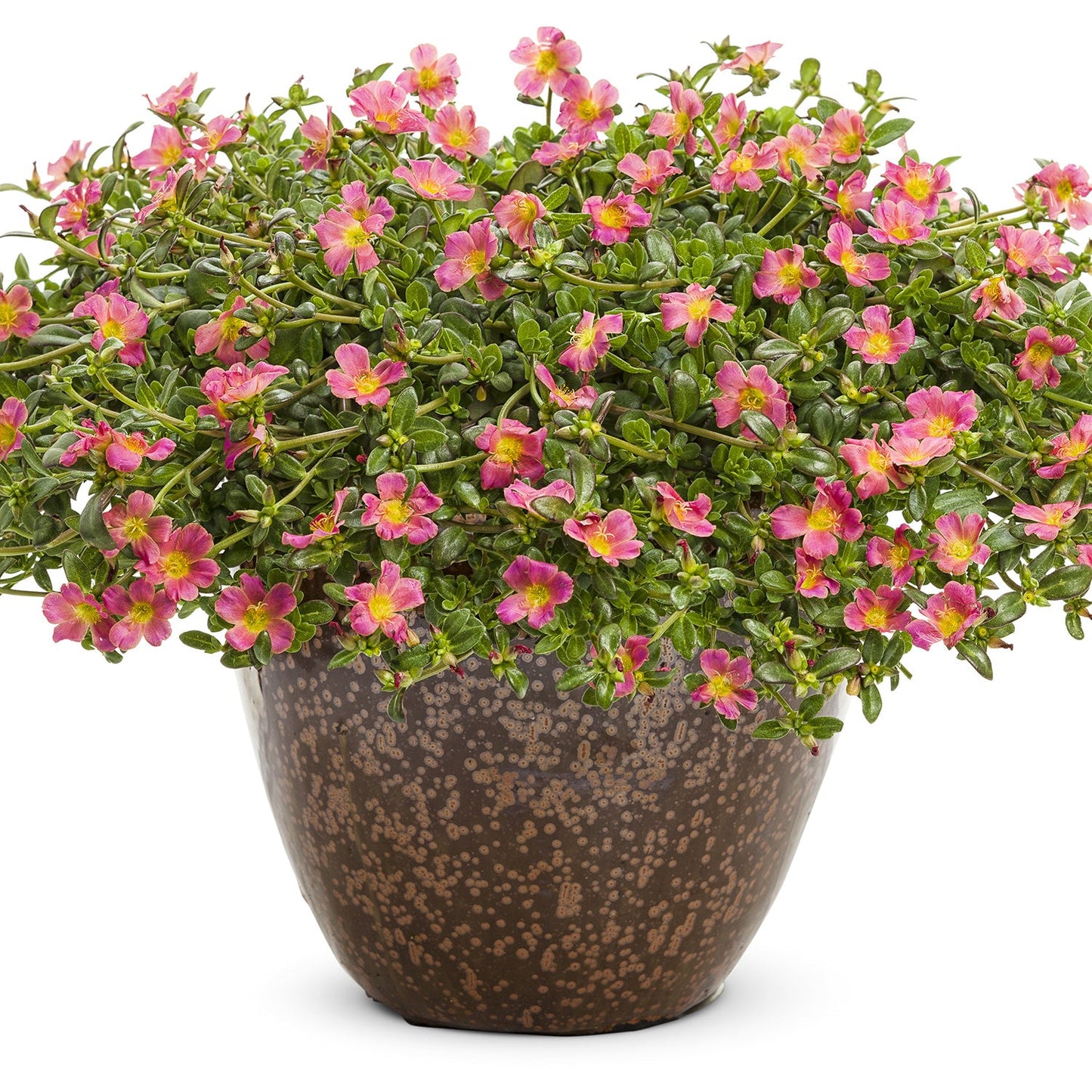 A brown speckled pot holds a lush Mojave® Pink Purslane (Portulaca) with vibrant green foliage and many small, bright pink flowers featuring yellow centers - Photo Courtesy of Proven Winners, Inc. Decorative pot not included.