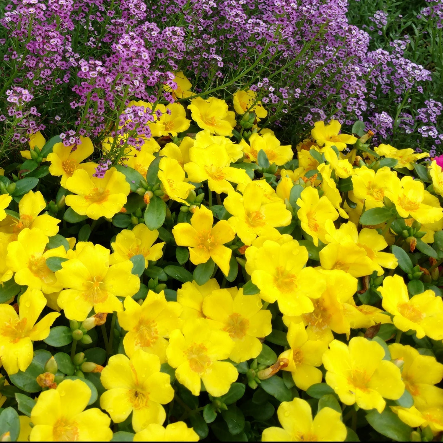 A vibrant patch of Mojave® Yellow Purslane (Portulaca) blooms in the foreground, contrasted by clusters of small purple flowers behind them in this colorful succulent garden.
