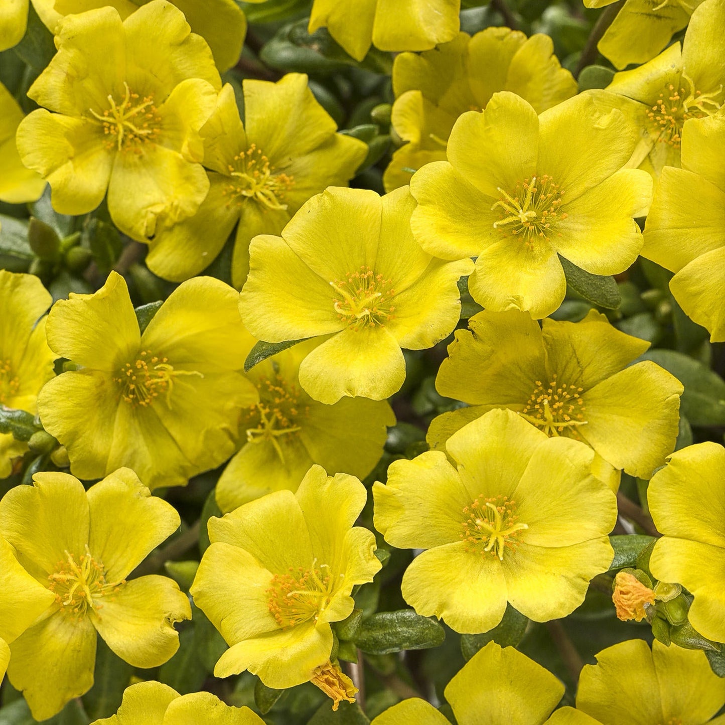 A cluster of vibrant Mojave® Yellow Purslane (Portulaca) flowers, each with five petals, is surrounded by green leaves. These yellow blooms are densely packed, creating a bright and cheerful display of this flowering succulent.