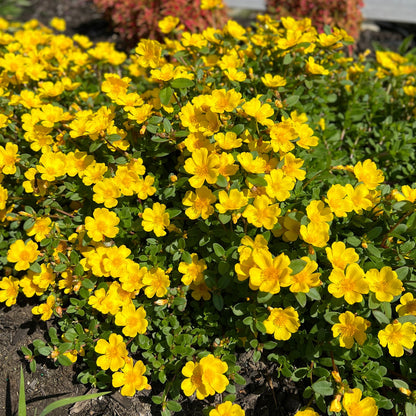 Mojave® Yellow Purslane (Portulaca) features a dense cluster of bright yellow blooms and green leaves thriving in a sunlit garden bed, dominating the foreground against a blurred backdrop of other plants.