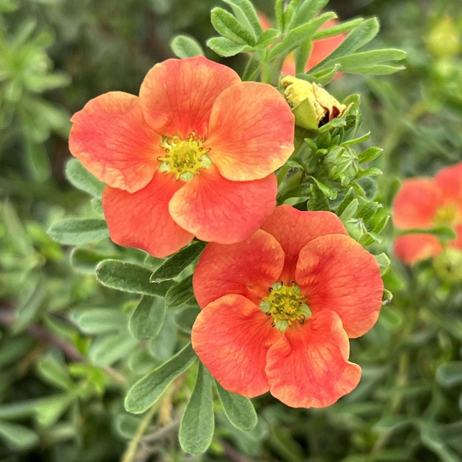 Happy Face® Orange Potentilla | Heat-Loving Blooms