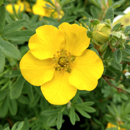 Happy Face® Yellow Potentilla - Photo Property of Garden Crossings LLC