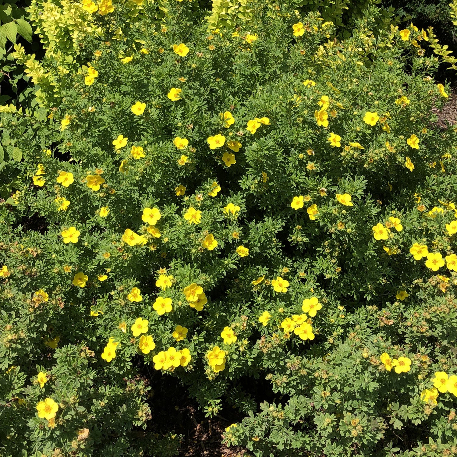 Happy Face® Yellow Potentilla - Photo Property of Garden Crossings LLC