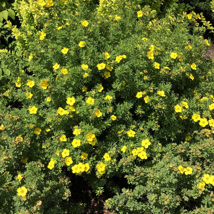 Happy Face® Yellow Potentilla - Photo Property of Garden Crossings LLC