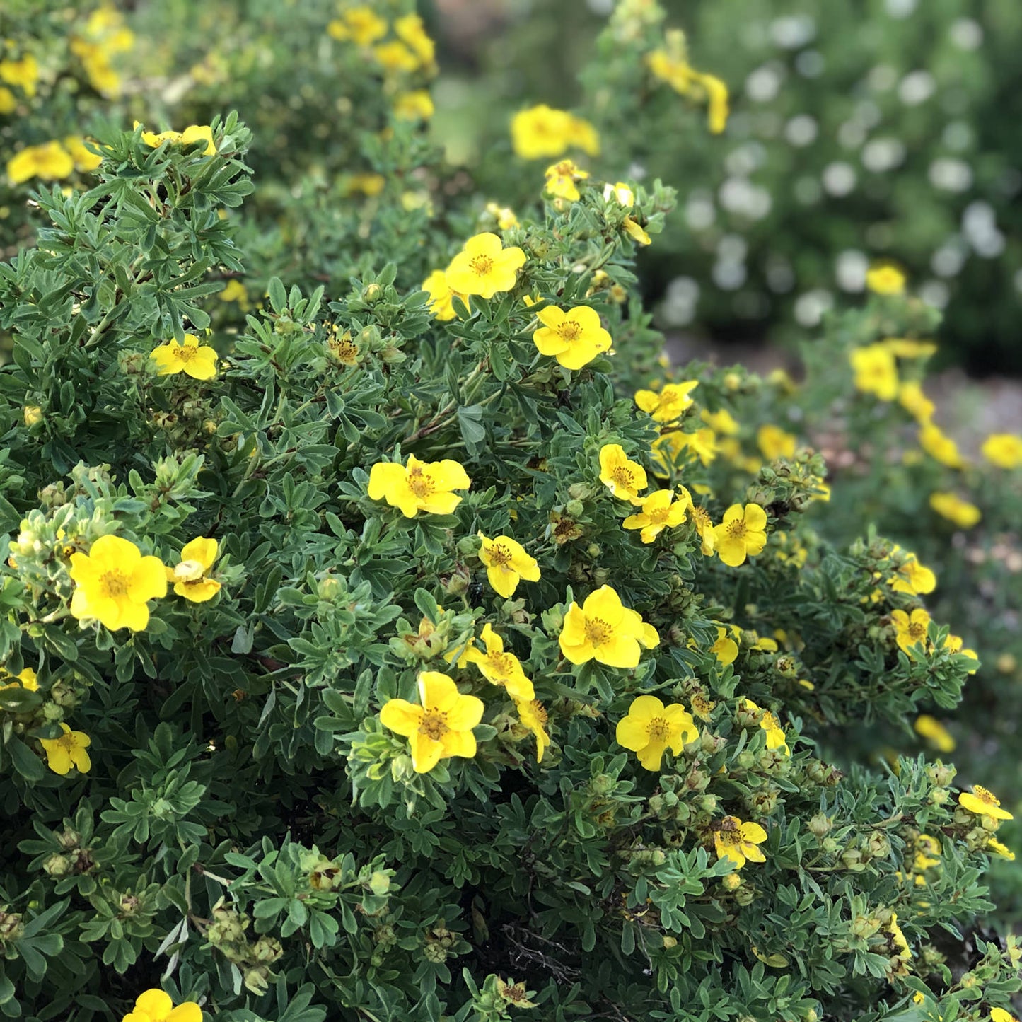Happy Face® Yellow Potentilla - Photo Property of Garden Crossings LLC