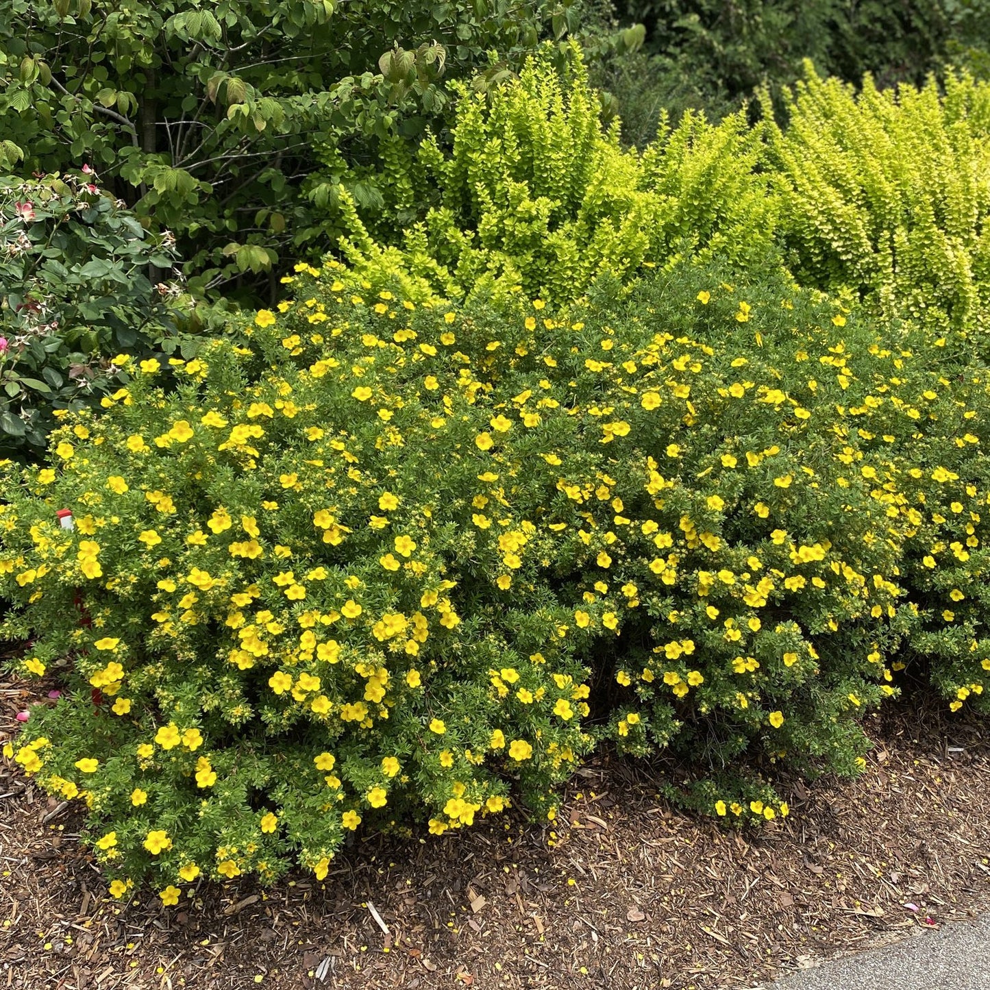 Happy Face® Yellow Potentilla - Photo Property of Garden Crossings LLC