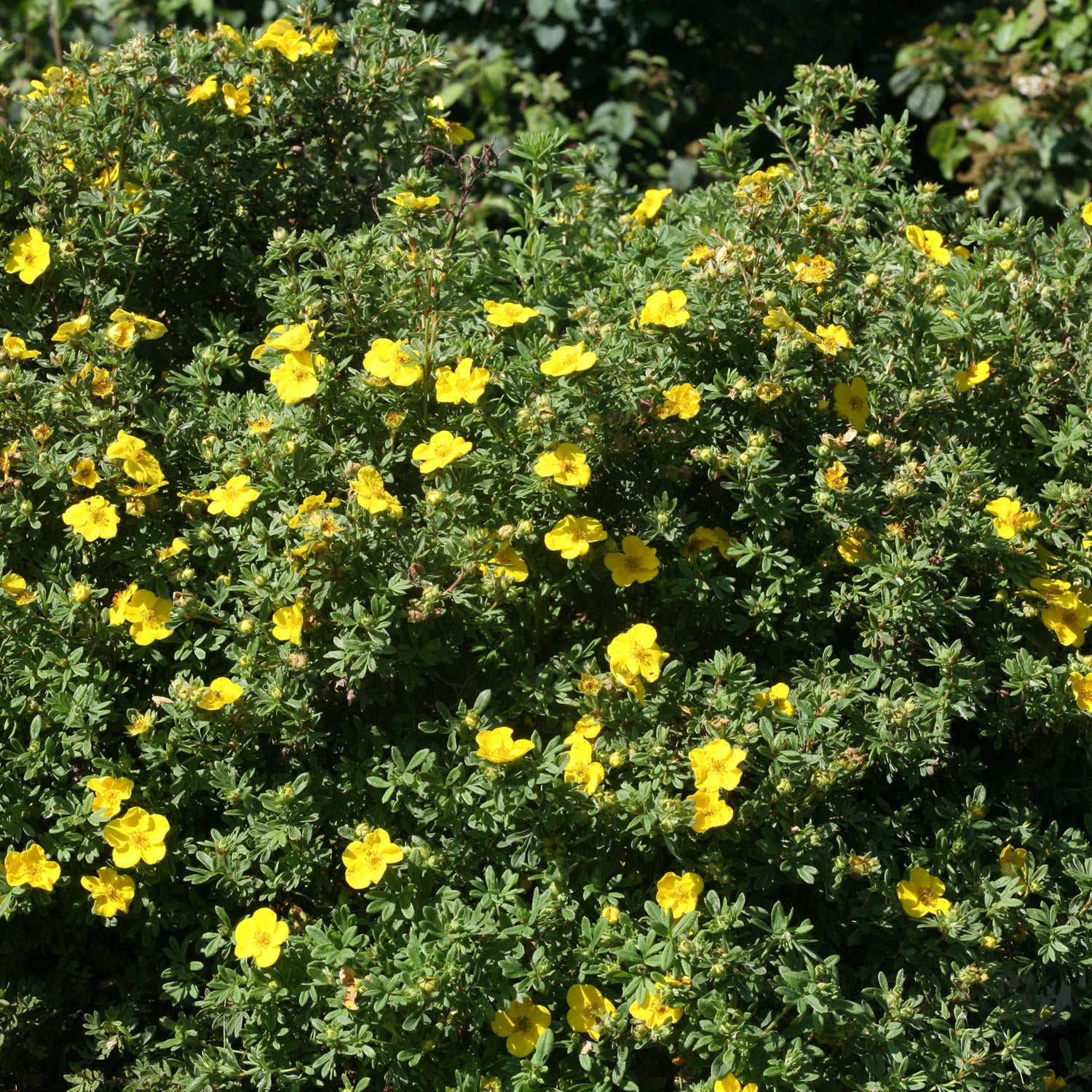 Happy Face® Yellow Potentilla - Photo Courtesy of Proven Winners, Inc.