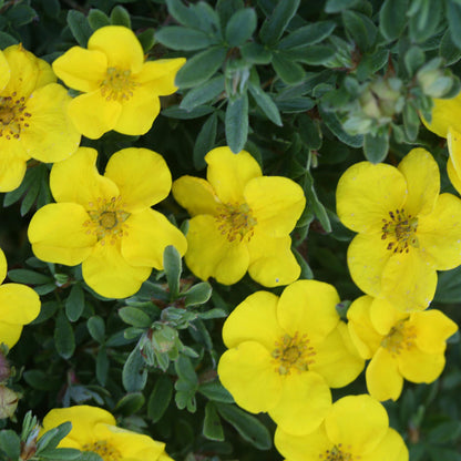 Happy Face® Yellow Potentilla - Photo Courtesy of Proven Winners, Inc.