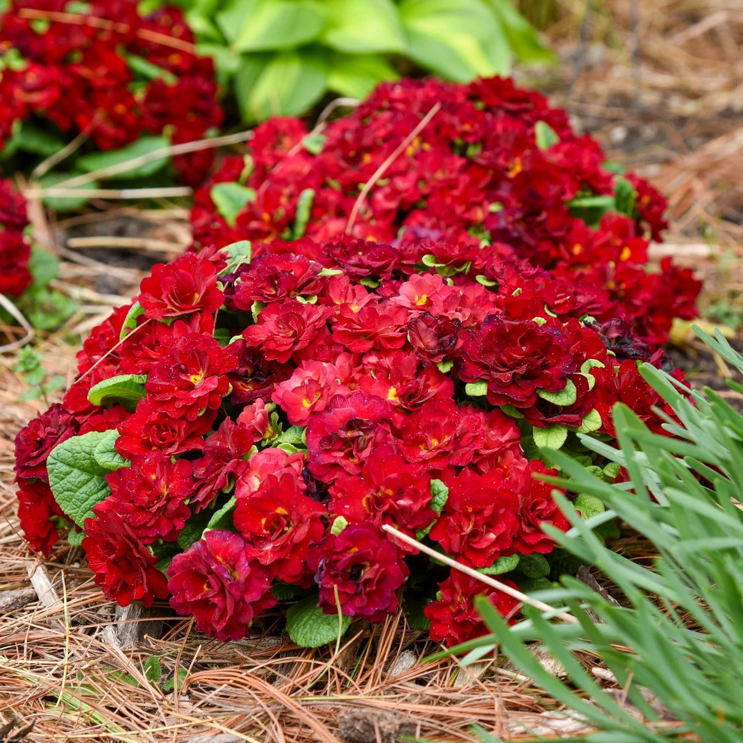 A cluster of Belarina® 'Valentine' Primrose (Primula) with double red blooms and lush green leaves grows among pine needles in a spring garden, surrounded by additional greenery - Photo Courtesy of Walters Gardens, Inc.
