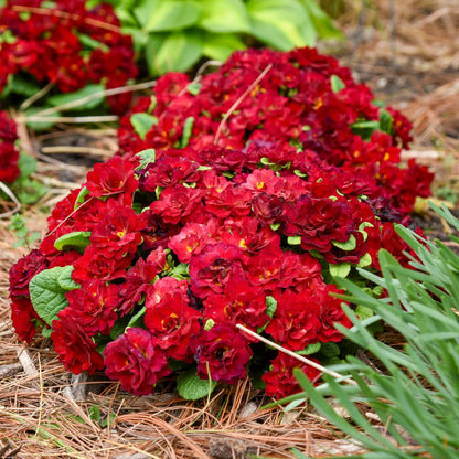 A cluster of Belarina® 'Valentine' Primrose (Primula) with double red blooms and lush green leaves grows among pine needles in a spring garden, surrounded by additional greenery - Photo Courtesy of Walters Gardens, Inc.