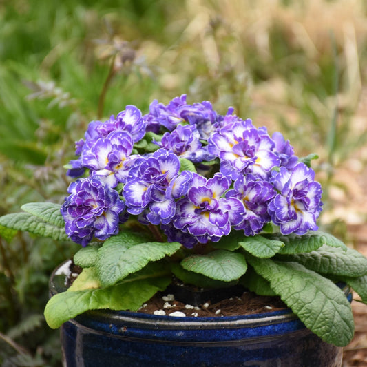 A cluster of vibrant purple and white ruffled Bouquet Perfect™ 'Blue Ripples' Primrose (Primula) flowers with green leaves in a blue ceramic pot, set outdoors against blurred green foliage - Photo Courtesy of Walters Gardens, Inc. Decorative pot not included.