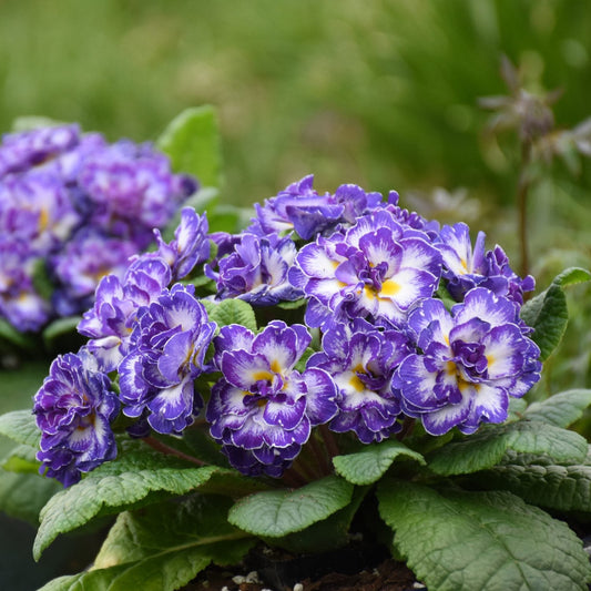A cluster of vibrant purple and white Bouquet Perfect™ 'Blue Ripples' Primrose (Primula) flowers with green leaves blooms outdoors - Photo Courtesy of Walters Gardens, Inc.