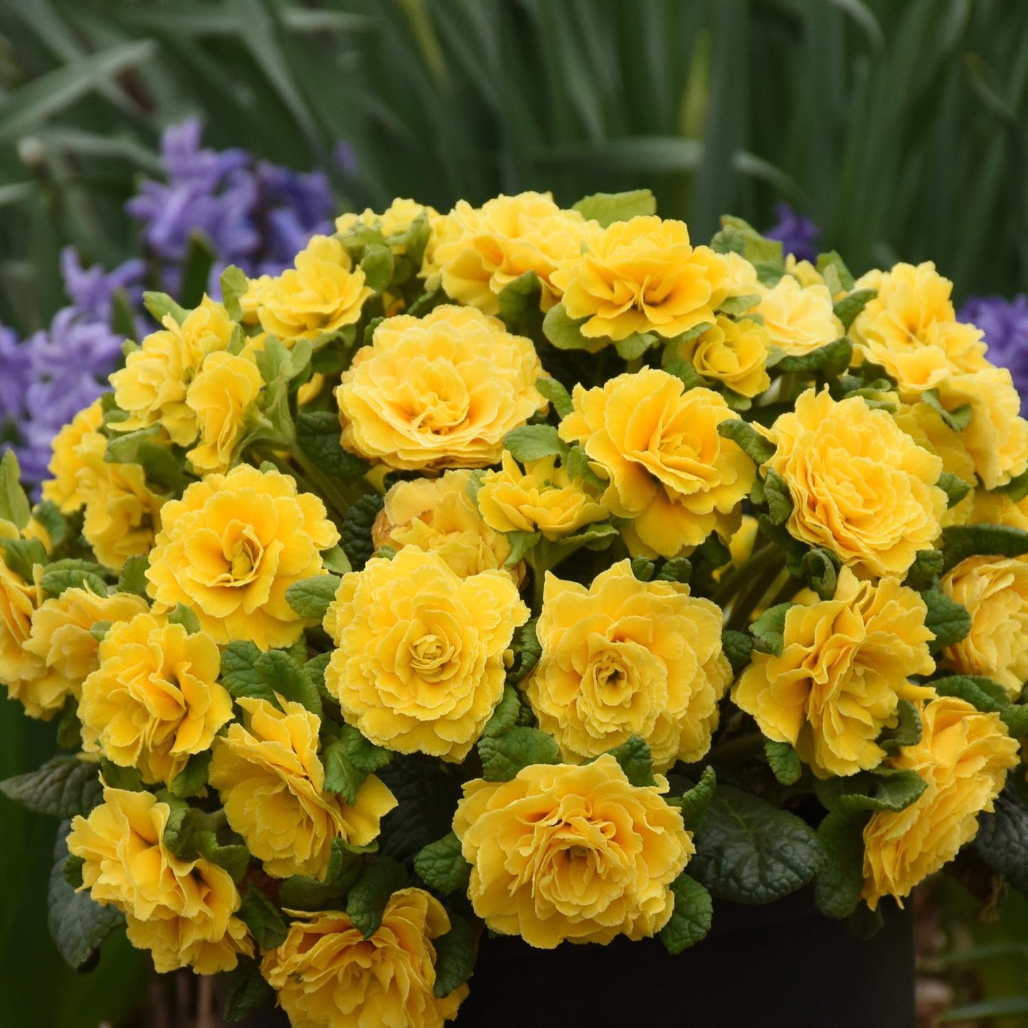 A Prima Belarina® Spring Sun Primrose (Primula) potted shade perennial displays many bright yellow, ruffled double flowers and green leaves, set against blurred green foliage and hints of purple blooms - Photo Courtesy of Walters Gardens, Inc.