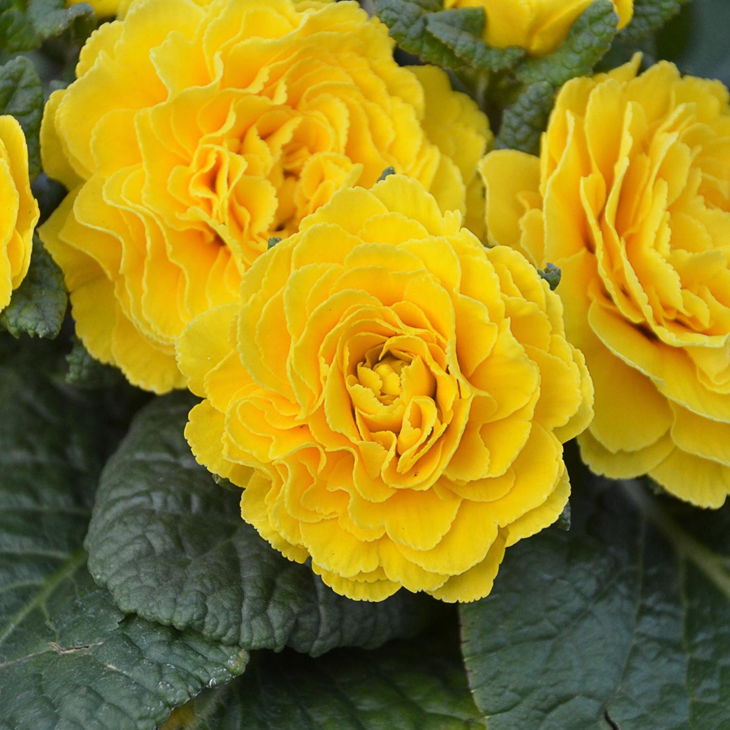 Close-up of Prima Belarina® Spring Sun Primrose (Primula) features bright yellow double flowers with layered petals and dark green textured leaves, making it an ideal shade perennial for vibrant spring color - Photo Courtesy of Walters Gardens, Inc.