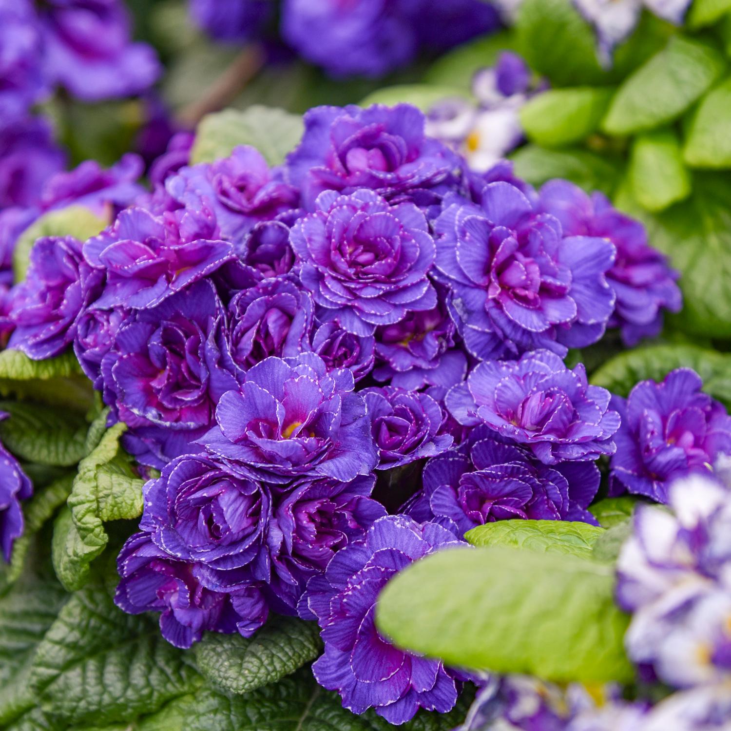 Bouquet Perfect™ 'Violetta' Primrose (Primula) - Photo Courtesy of Walters Gardens, Inc.