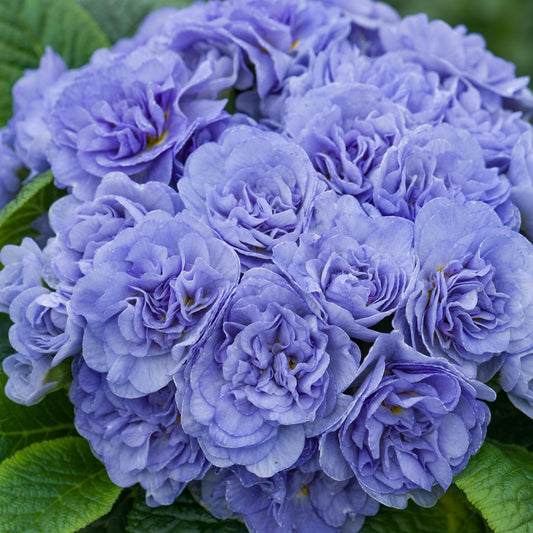 Bouquet Perfect™ 'Watercolour Blue' Primrose (Primula) - Photo Courtesy of Walters Gardens, Inc.