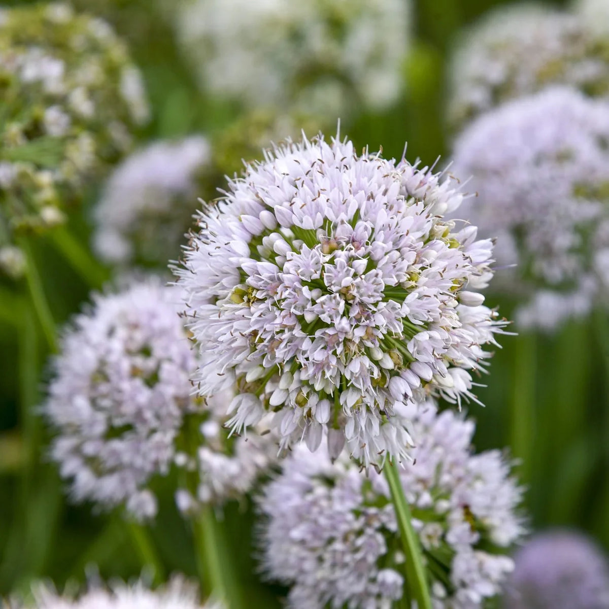 Pale lavender ornamental onion flowers blooming as Proven Winners® perennials