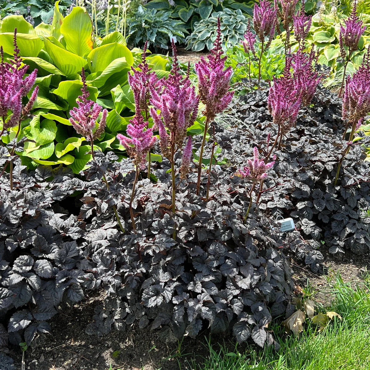 Pink astilbe flowers rising above dark foliage in a Proven Winners® garden