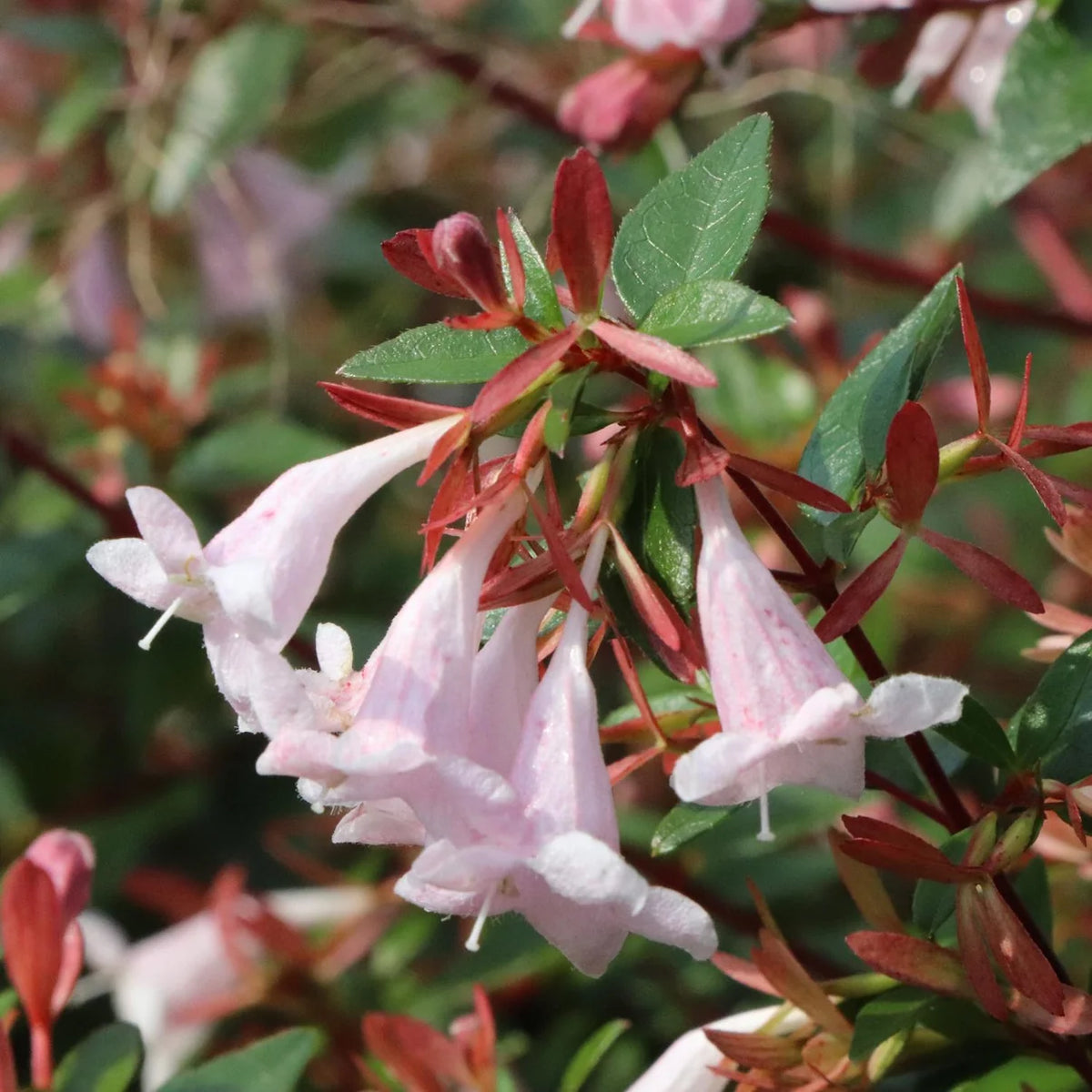 Pink Pinata abelia flowers blooming on a Proven Winners® shrub