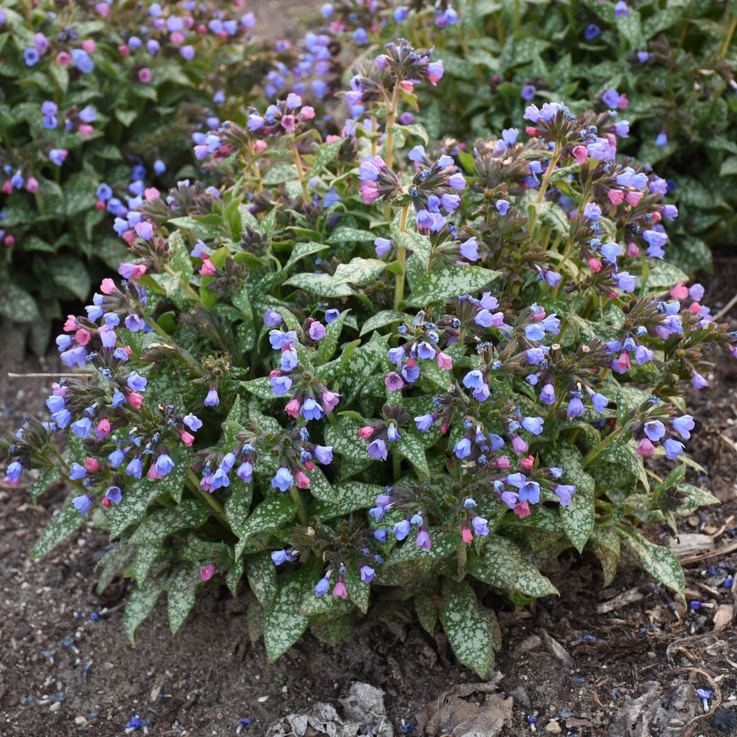 Pink -a -Blue' Lungwort (Pulmonaria) - Photo Courtesy of Proven Winners, Inc.