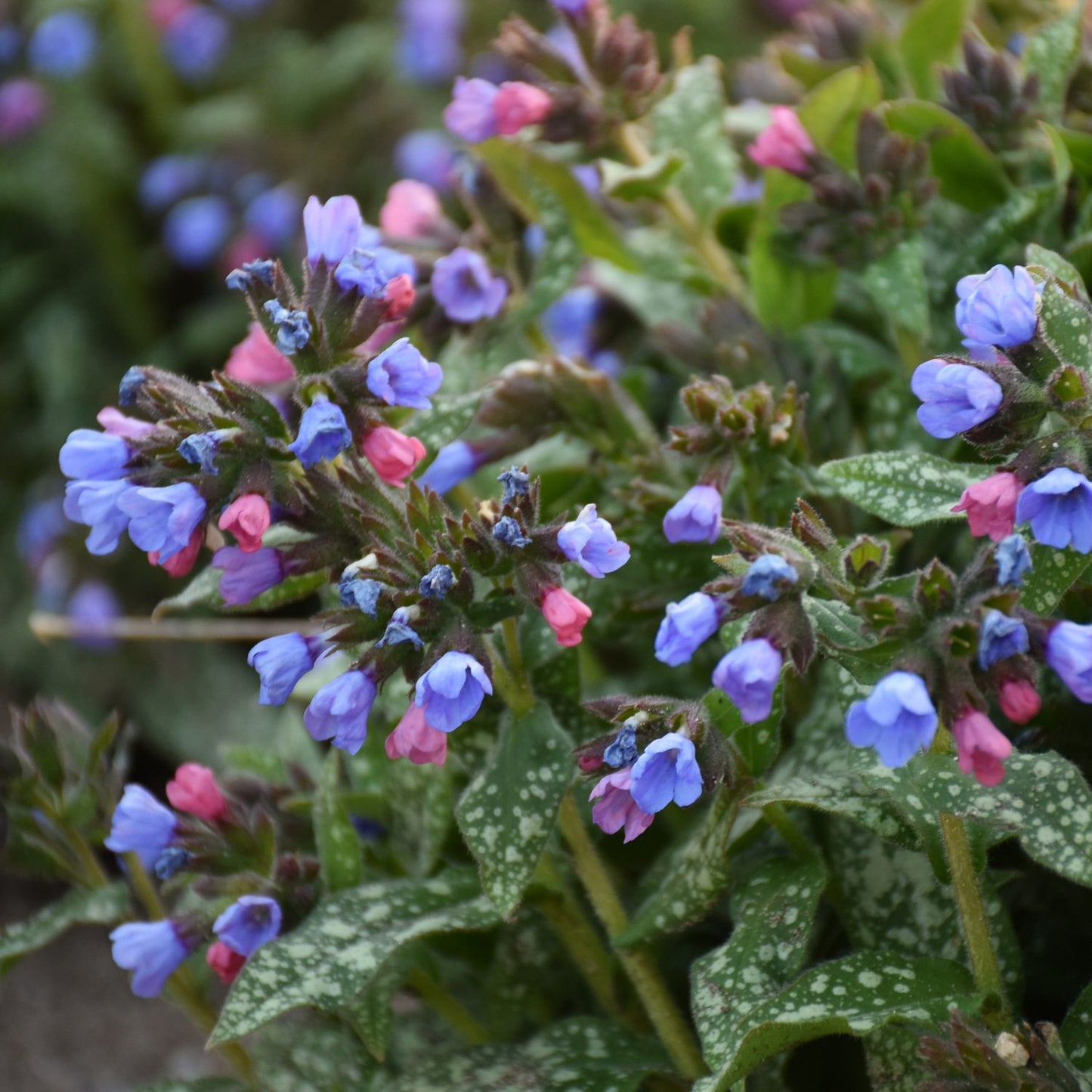 Pink -a -Blue' Lungwort (Pulmonaria) - Photo Courtesy of Proven Winners, Inc.