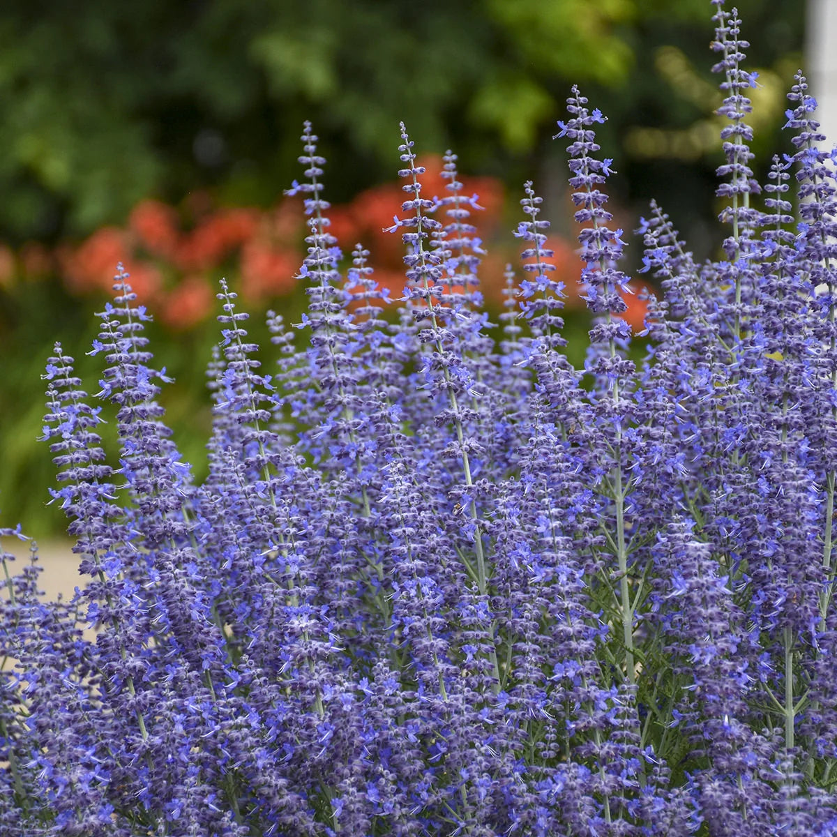 Purple flowering perennials growing in a Zone 5 garden