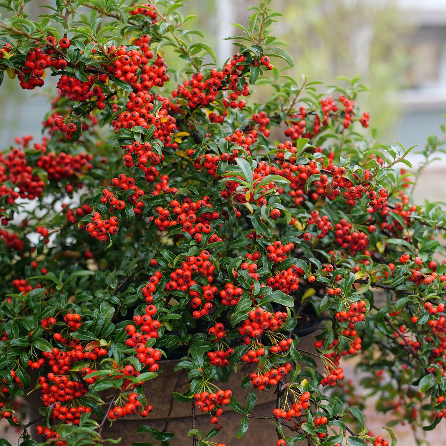 Growth Habit - Spreading