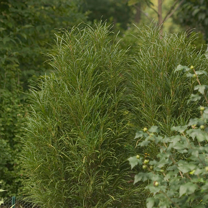 Fine Line® Rhamnus - Photo Courtesy of Proven Winners, Inc.
