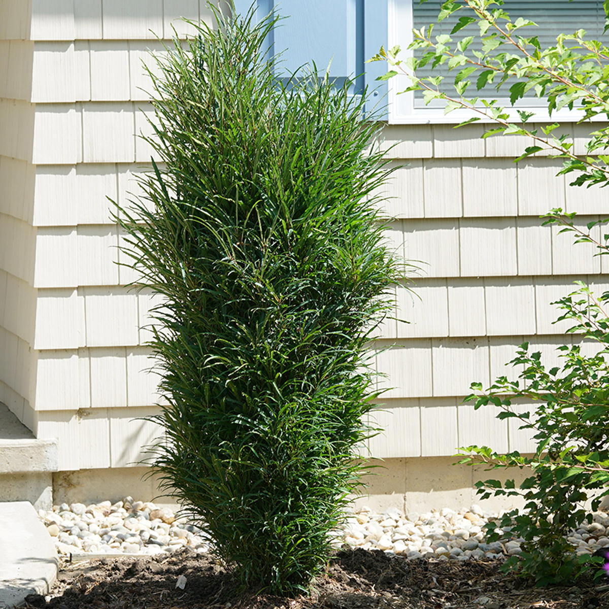 Fine Line® Rhamnus - Photo Courtesy of Proven Winners, Inc.