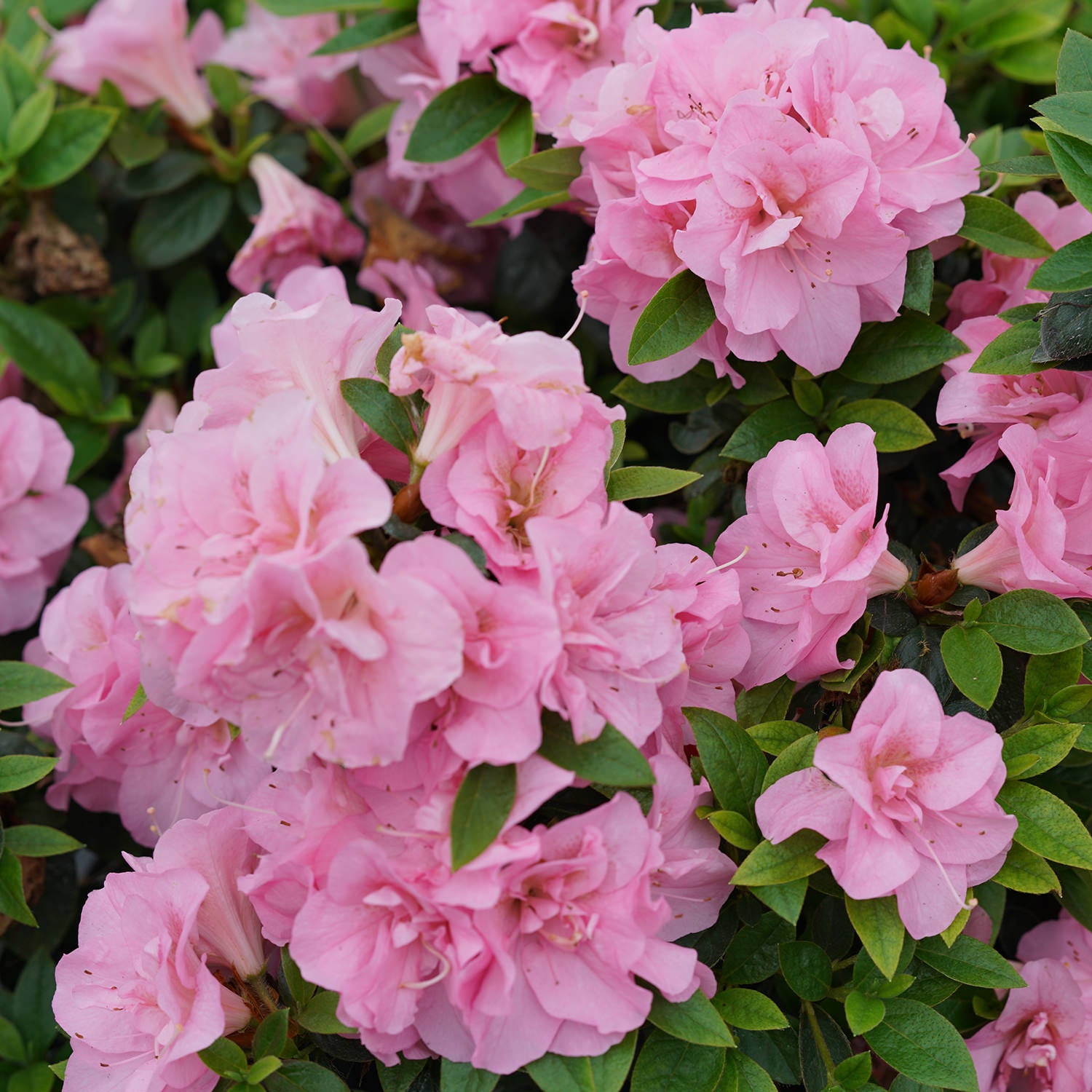 Perfecto Mundo® Double Pink Azalea (Rhododendron) | Garden Crossings