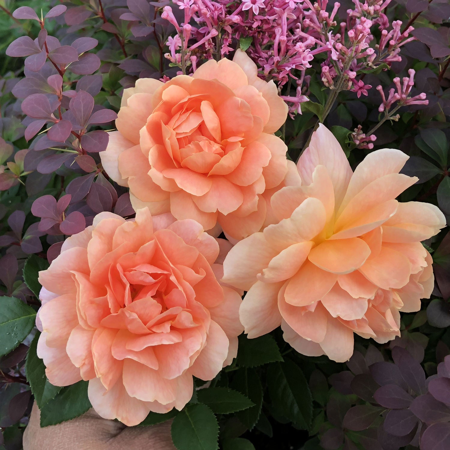Plant of the Year - 2019