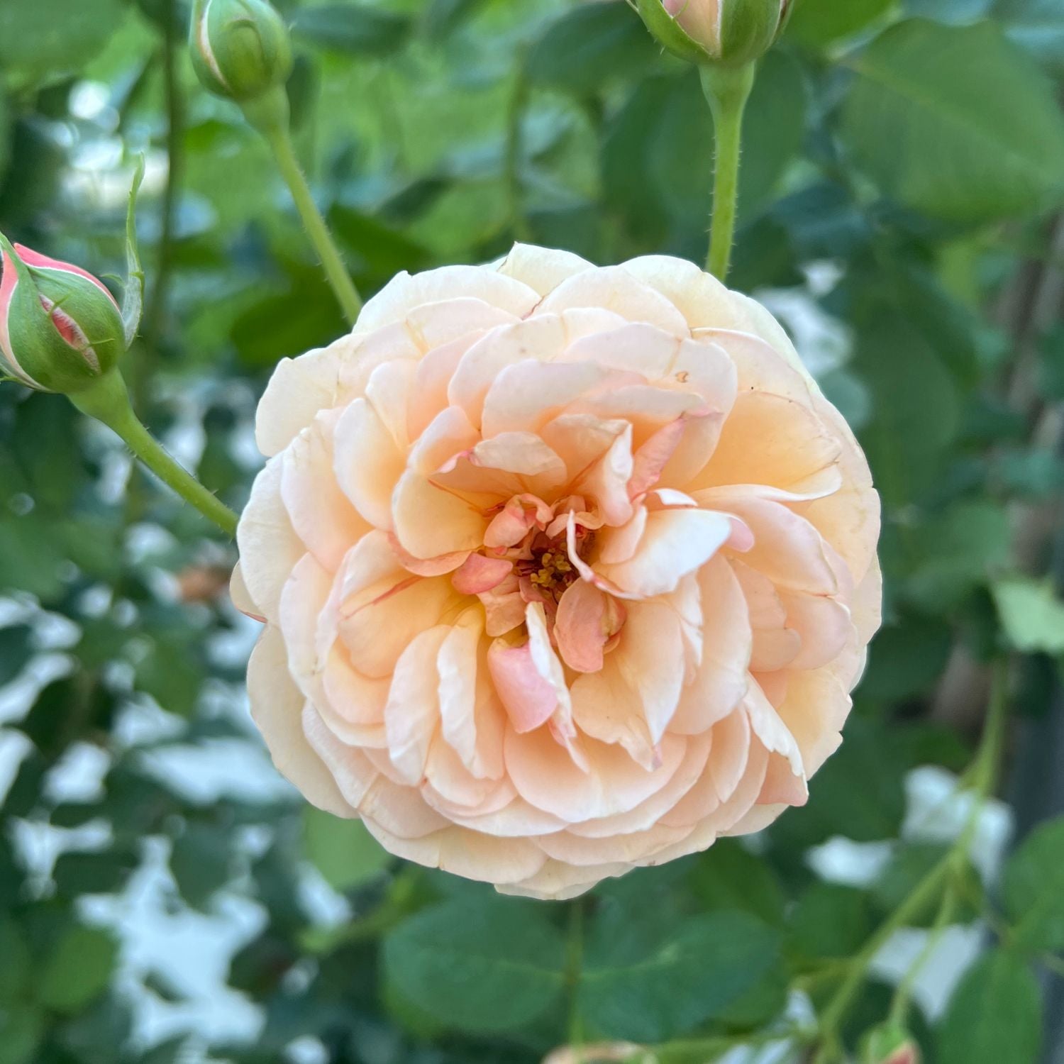 Flavorette® Honey -Apricot Rose (Rosa) - Photo Property of Garden Crossings LLC