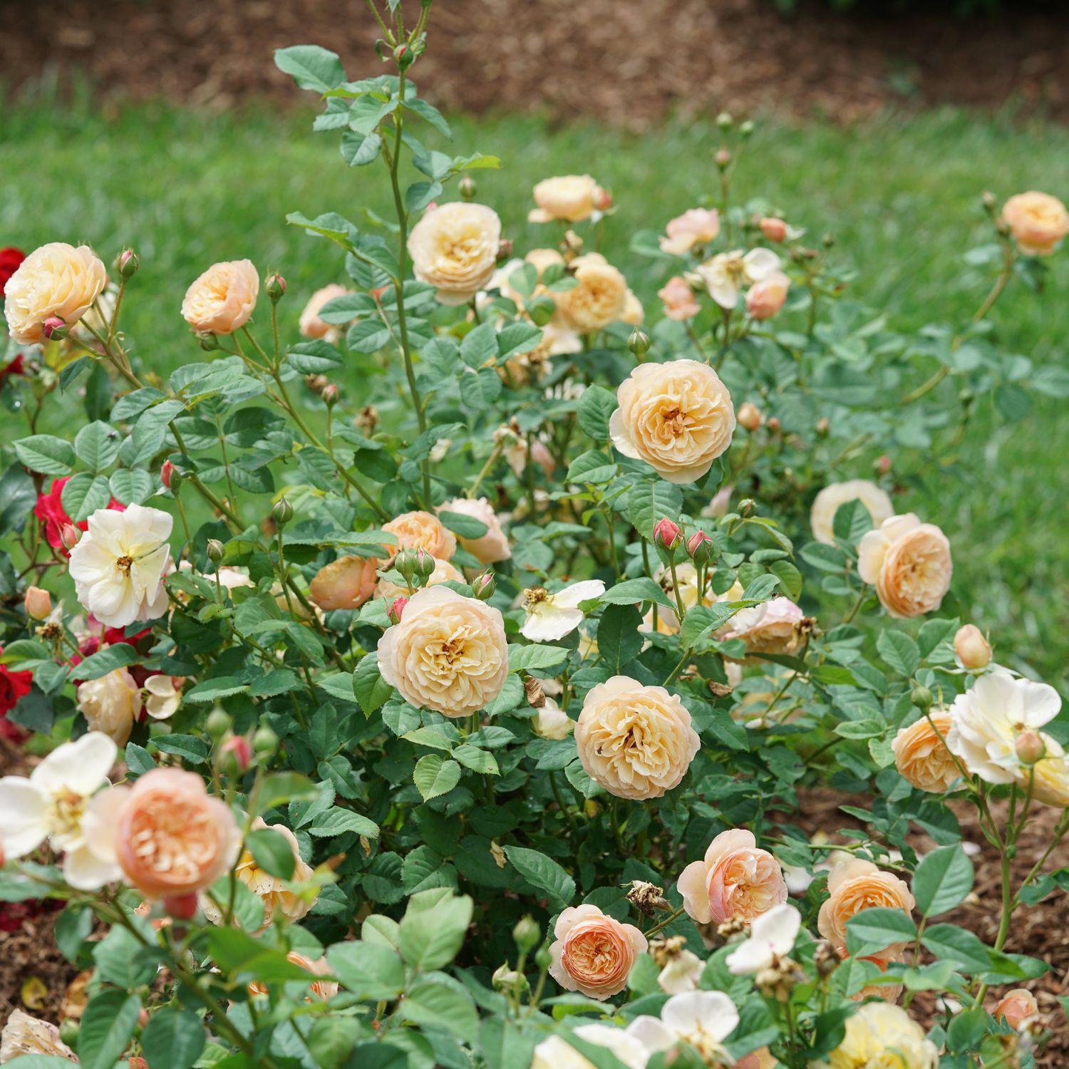 Flavorette® Honey -Apricot Rose (Rosa) - Photo Courtesy of Proven Winners, Inc.