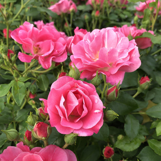 Oso Easy® Double Pink Rose (Rosa) - Photo Property of Garden Crossings LLC