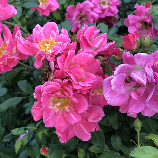 Oso Easy® Double Pink Rose (Rosa) - Photo Property of Garden Crossings LLC
