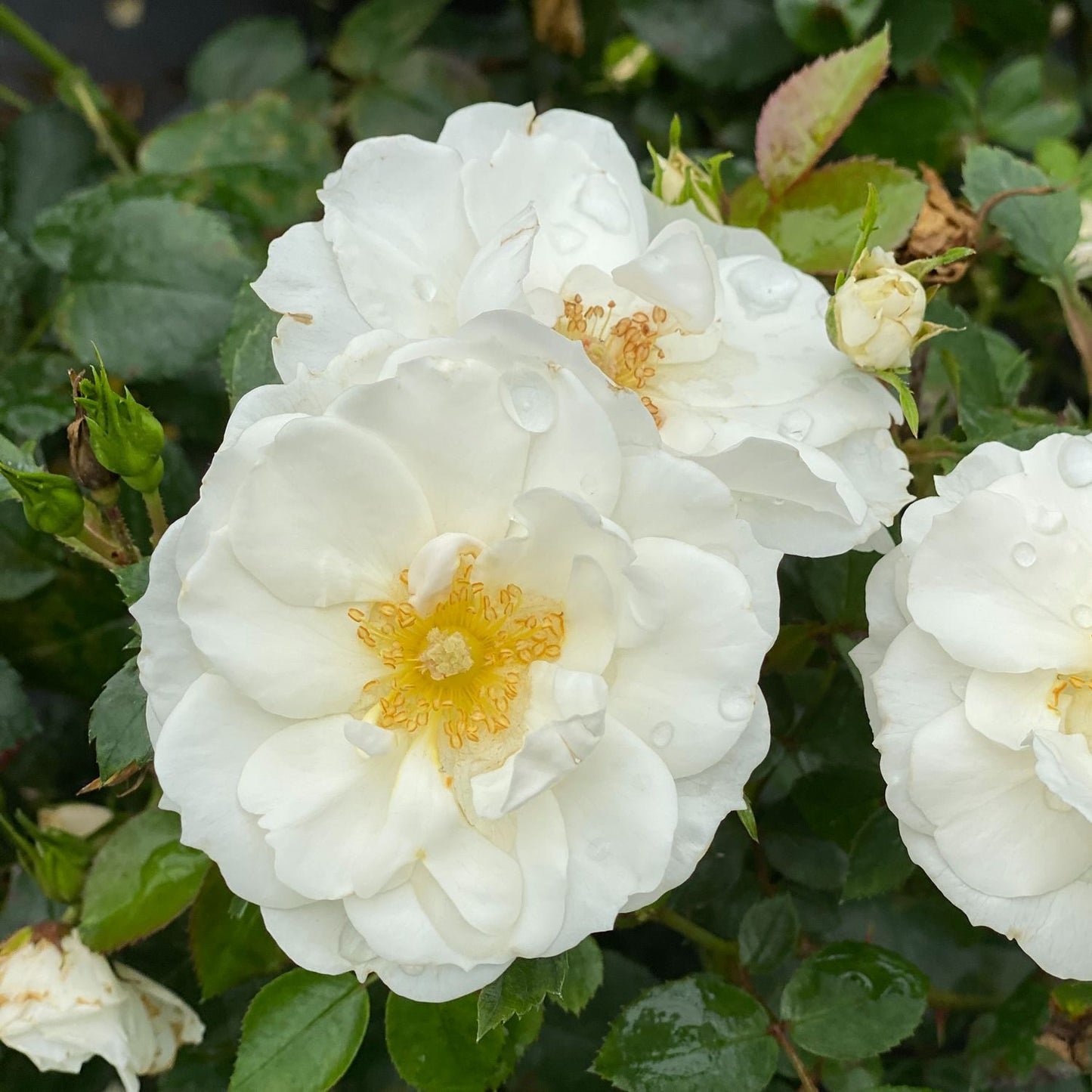 Oso Easy Ice Bay® Rose (Rosa) - Photo Courtesy of Proven Winners, Inc.