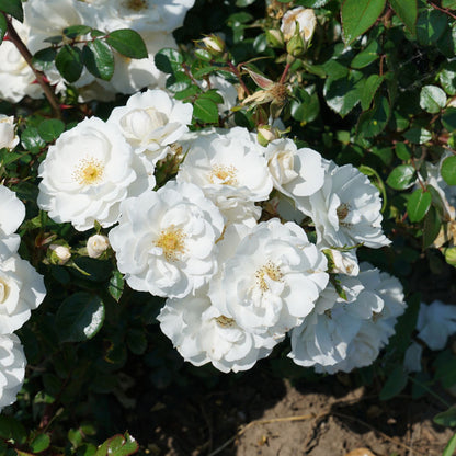 Oso Easy Ice Bay® Rose (Rosa) - Photo Courtesy of Proven Winners, Inc.