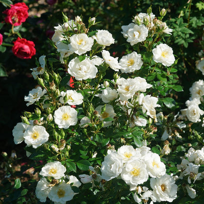 Oso Easy Ice Bay® Rose (Rosa) - Photo Courtesy of Proven Winners, Inc.